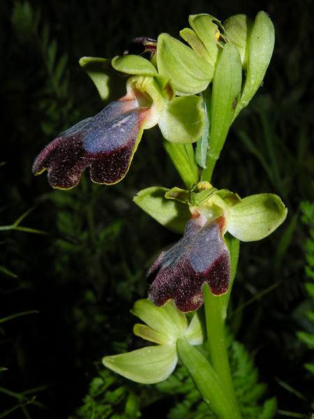 Ophry iricolor subsp. maxima (A. Terracc.) Paulus & Gack