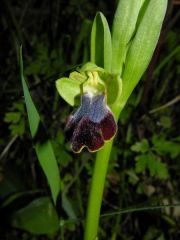 Ophry iricolor subsp. maxima (A. Terracc.) Paulus & Gack