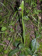 Ophrys iricolor subsp. maxima (A. Terracc.) Paulus & Gack