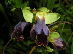 Ophry iricolor subsp. maxima (A. Terracc.) Paulus & Gack