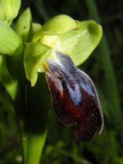 Ophry iricolor subsp. maxima (A. Terracc.) Paulus & Gack