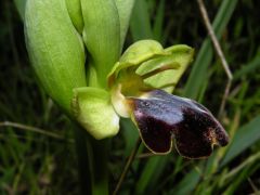 Ophry iricolor subsp. maxima (A. Terracc.) Paulus & Gack