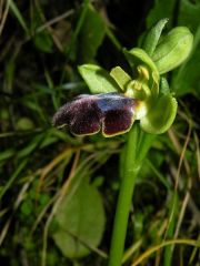 Ophry iricolor subsp. maxima (A. Terracc.) Paulus & Gack