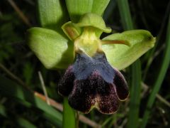 Ophry iricolor subsp. maxima (A. Terracc.) Paulus & Gack