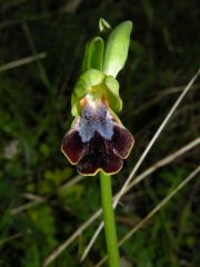 Ophry iricolor subsp. maxima (A. Terracc.) Paulus & Gack