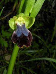 Ophry iricolor subsp. maxima (A. Terracc.) Paulus & Gack