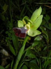 Ophry iricolor subsp. maxima (A. Terracc.) Paulus & Gack