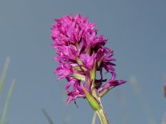 xGymnigritella suaveolens (Vill.) E. G. Camus