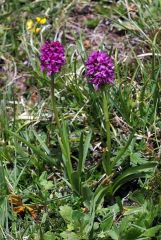 xGymnigritella suaveolens (Vill.) E. G. Camus