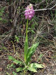 Orchis x bivonae (Tod.) Soò