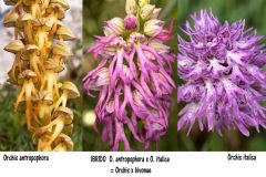 Orchis x bivonae (Tod.) Soò