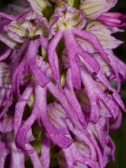 Orchis x bivonae (Tod.) Soò