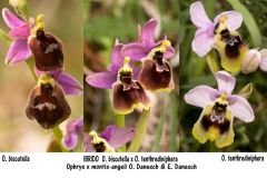 Ophrys x montis-angeli O. Danesch & E. Danesch