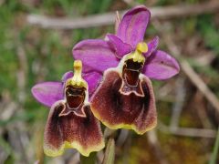 Ophrys x montis-angeli O. Danesch & E. Danesch