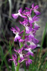 Orchis x penzigiana A. Camus