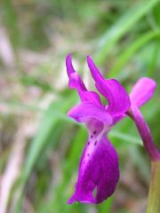 Orchis x penzigiana A. Camus