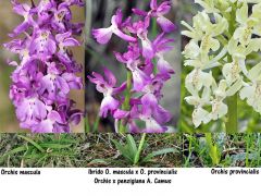 Orchis x penzigiana A. Camus