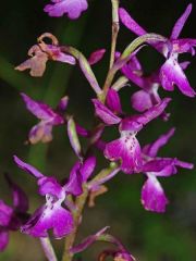 Orchis x penzigiana A. Camus