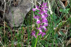 Orchis x penzigiana A. Camus