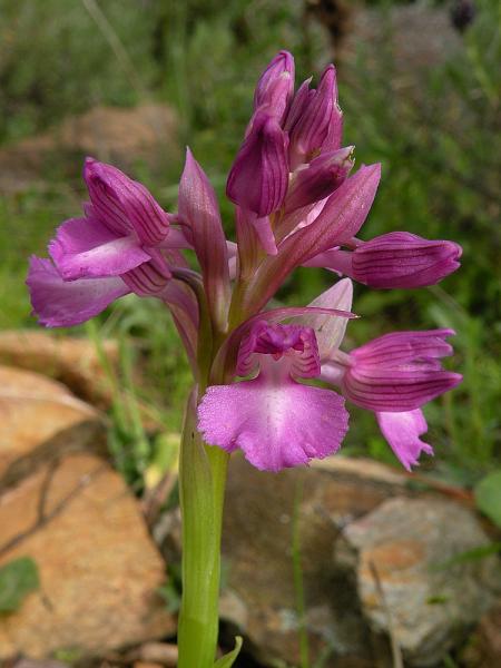 Anacamptis x bornemannii (Ascherson) B. Bock