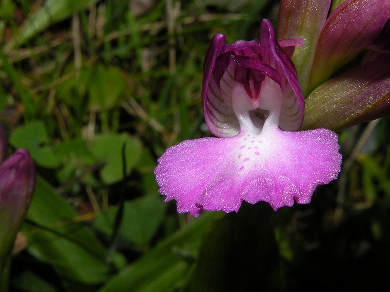 Anacamptis x bornemannii (Ascherson) B. Bock