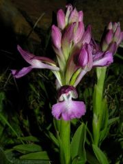 Anacamptis x bornemannii (Ascherson) B. Bock