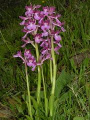 Anacamptis x bornemannii (Ascherson) B. Bock