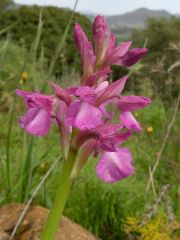 Anacamptis x bornemannii (Ascherson) B. Bock