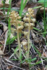 Neottia nidus-avis (L.) L.C.Rich.