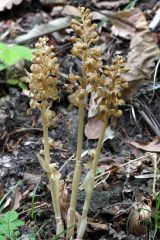 Neottia nidus-avis (L.) L.C.Rich.