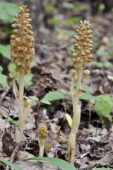 Neottia nidus-avis (L.) L.C.Rich.