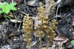 Neottia nidus-avis (L.) L.C.Rich.