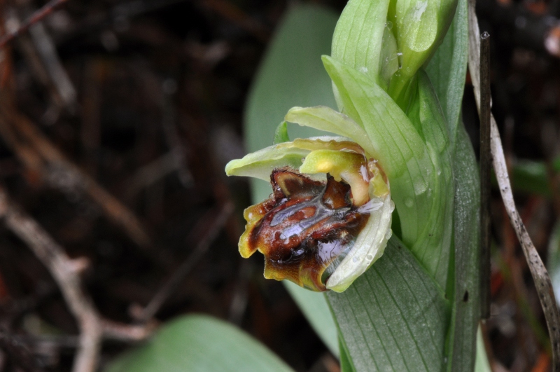 Ophrys sphegodes subsp. massiliensis (Viglione & Vèla) Kreutz