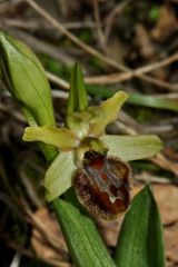 Ophrys sphegodes subsp. massiliensis (Viglione & Vèla) Kreutz