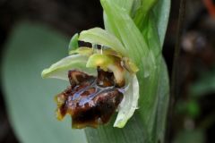 Ophrys sphegodes subsp. massiliensis (Viglione & Vèla) Kreutz