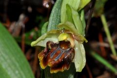 Ophrys sphegodes subsp. massiliensis (Viglione & Vèla) Kreutz