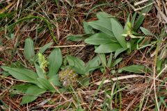 Ophrys sphegodes subsp. massiliensis (Viglione & Vèla) Kreutz