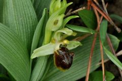 Ophrys sphegodes subsp. massiliensis (Viglione & Vèla) Kreutz