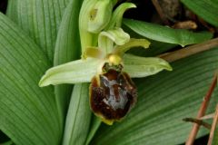 Ophrys sphegodes subsp. massiliensis (Viglione & Vèla) Kreutz