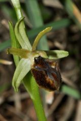 Ophrys sphegodes subsp. massiliensis (Viglione & Vèla) Kreutz