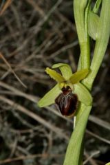 Ophrys sphegodes subsp. massiliensis (Viglione & Vèla) Kreutz