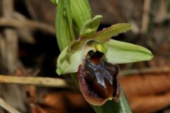 Ophrys sphegodes subsp. massiliensis (Viglione & Vèla) Kreutz