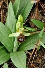 Ophrys sphegodes subsp. massiliensis (Viglione & Vèla) Kreutz