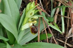 Ophrys sphegodes subsp. massiliensis (Viglione & Vèla) Kreutz