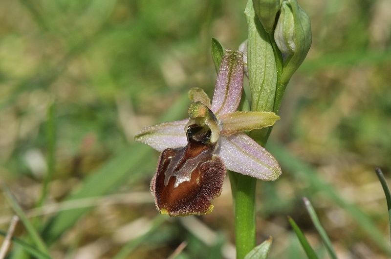 Ophrys exaltata subsp. arachnitiformis