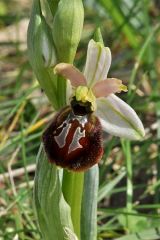 Ophrys exaltata subsp. arachnitiformis