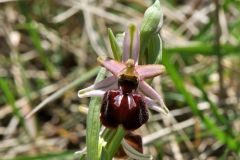 Ophrys exaltata subsp. arachnitiformis