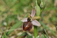 Ophrys exaltata subsp. arachnitiformis