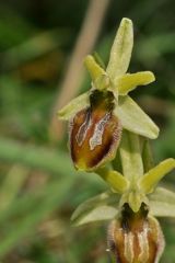 Ophrys exaltata subsp. arachnitiformis (Gren. & Philippe) Del Prete