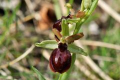 Ophrys exaltata subsp. arachnitiformis